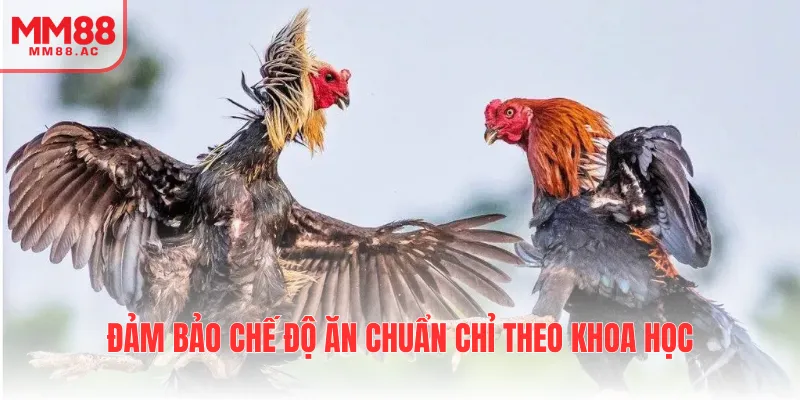 Đảm bảo chế độ ăn chuẩn chỉ theo khoa học