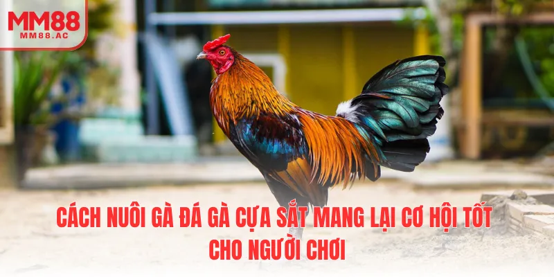 Cách nuôi gà đá gà cựa sắt mang lại cơ hội tốt cho người chơi
