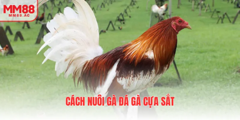 cách nuôi gà đá gà cựa sắt