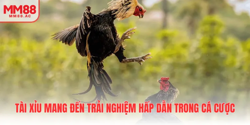 Tài xỉu mang đến trải nghiệm hấp dẫn trong cá cược
