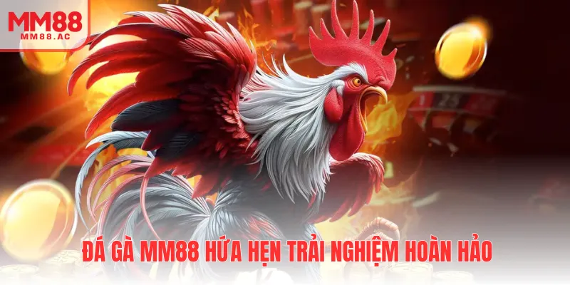 Đá gà MM88 hứa hẹn trải nghiệm hoàn hảo