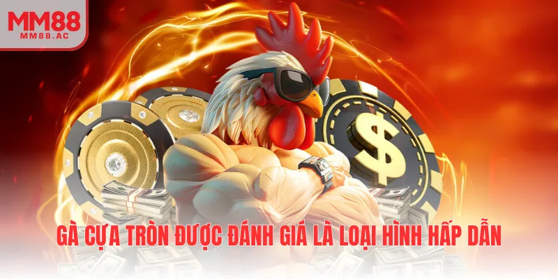 Gà cựa tròn được đánh giá là loại hình hấp dẫn