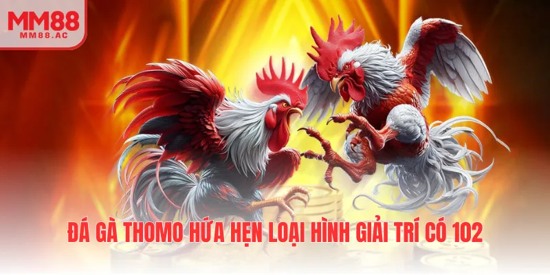 Đá gà Thomo hứa hẹn loại hình giải trí có 102