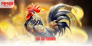 đá gà thomo