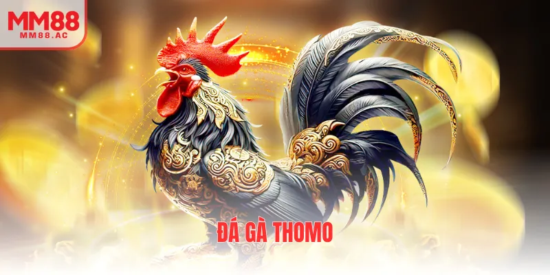 đá gà thomo