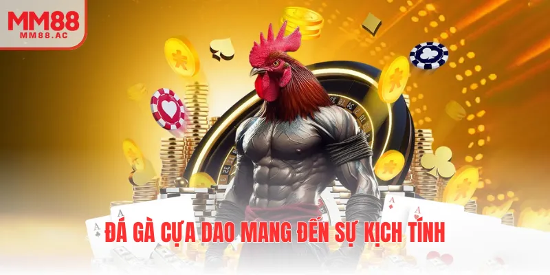 Đá gà cựa dao mang đến sự kịch tính